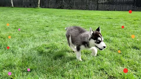 Huskies just wanna have fun!