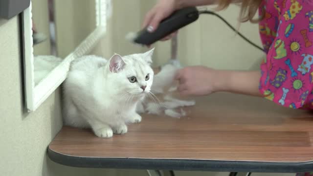 Beautiful cat getting haircut. British shorthair grooming, pet salon