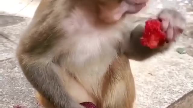 cute little monkey eating fruit