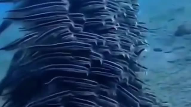 Amazing Underwater Life Sea Animals Swimming