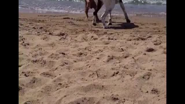 Funny american stafford