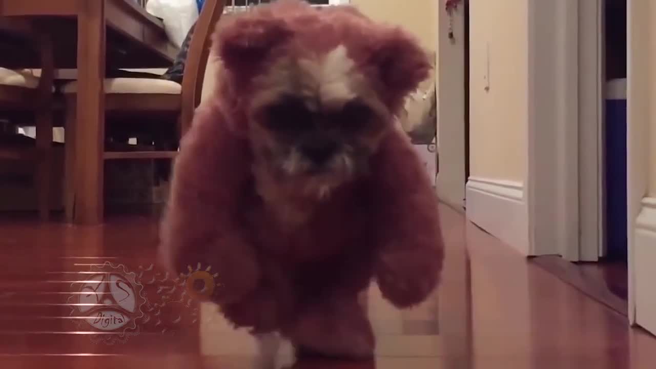 Dogs wearing fun Halloween Costumes