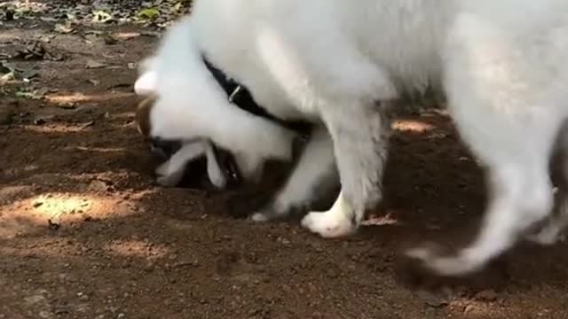 What is the dog doing
