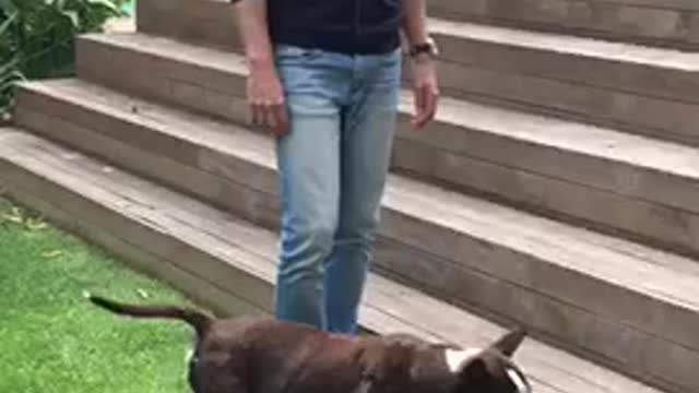 Dog chases ball into garden pot and hits it hard