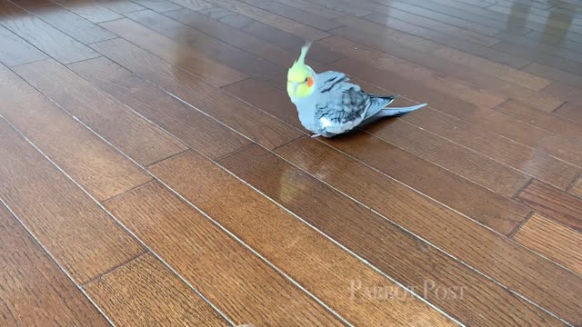 Birds react to kiwi fruit