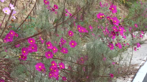 Beautiful cosmos blooming in autumn 3