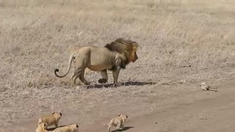 Lion dad tries to ditch his kids and chase him