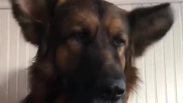 FUNNY LOVER GERMAN SHEPHERD TIKTOK