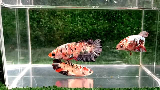 beuty betta fish koi copper