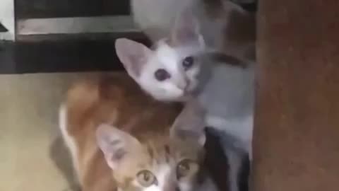 Curious Cats looking at Family Members Fighting