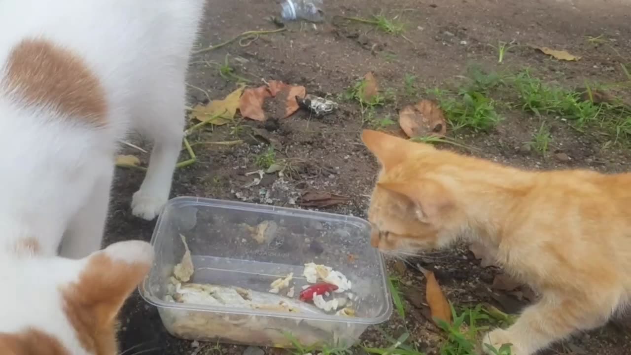 Cat eating rice so cute for you | #Diana-videos #cat #cute 😘😘