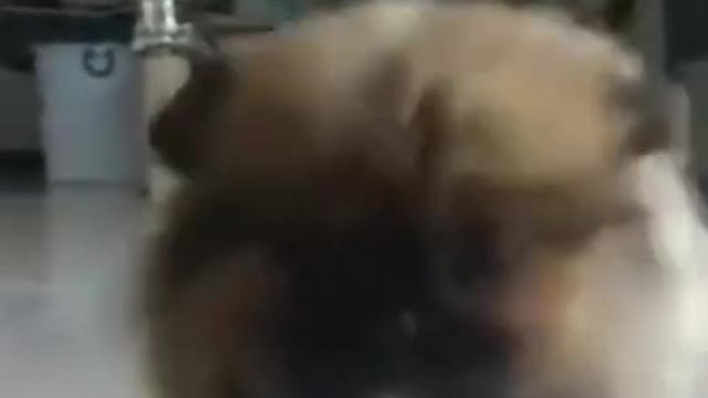 dog tt funny video,cute animals shows,dog,cat