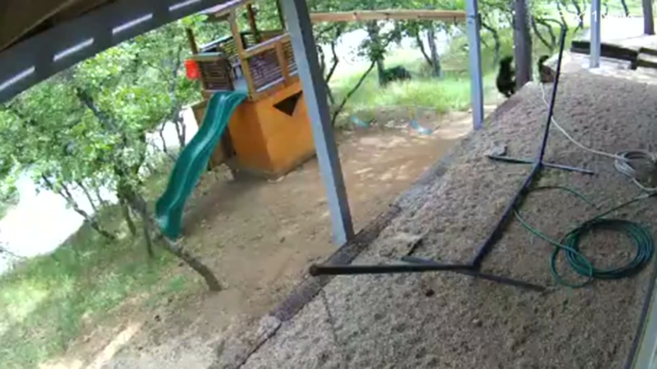 Adorable video shows mama bear and her cubs enjoying Colorado swing set