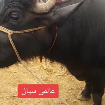 خوبصورت بھینس اقبالنگر منڈی میں