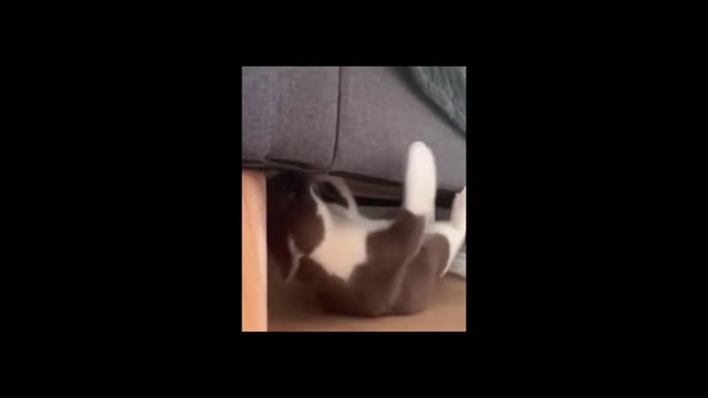 Do you know whats the cat doing you can stop your laugh after watching it ?