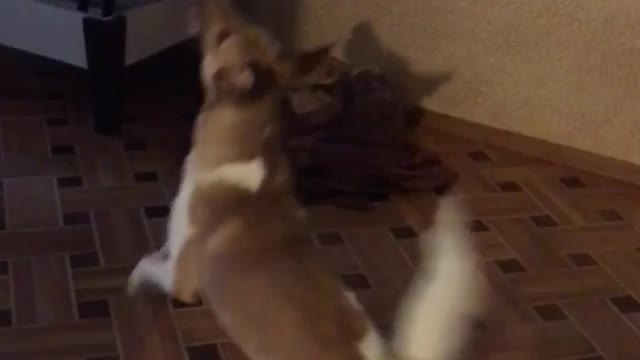 Dog jumps on wall reaching for light