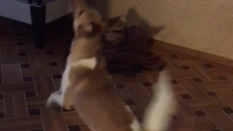 Dog jumps on wall reaching for light