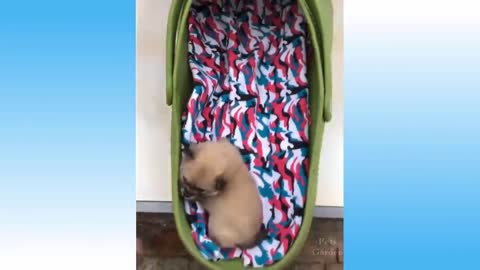 Top Funny Cat Videos Of The Weekly - Try Not To Laugh 108