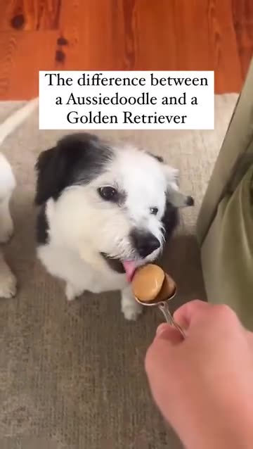 He almost ate the spoon 🤣