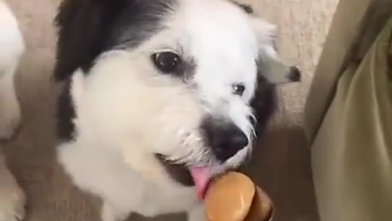 He almost ate the spoon 🤣