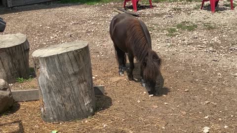 Mini Horse Licorice Rolling Again 08.2020