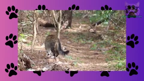 12 Surprising Facts About Male Cats You Need to Know