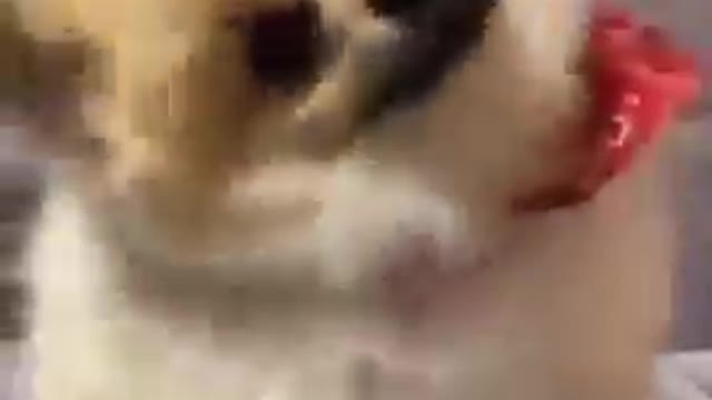 little Dog Videos