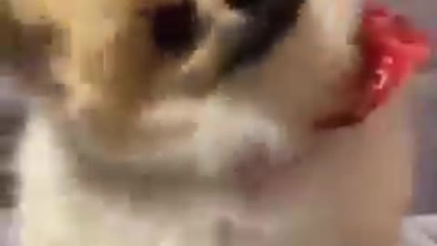 little Dog Videos