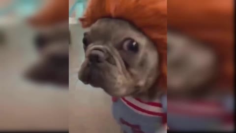 cute and funny baby dogs puppies11
