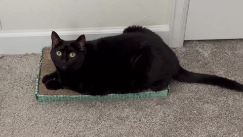 Adopting a Cat from a Shelter Vlog - Cute Precious Piper is a Long Kitty Tuffet Sitter