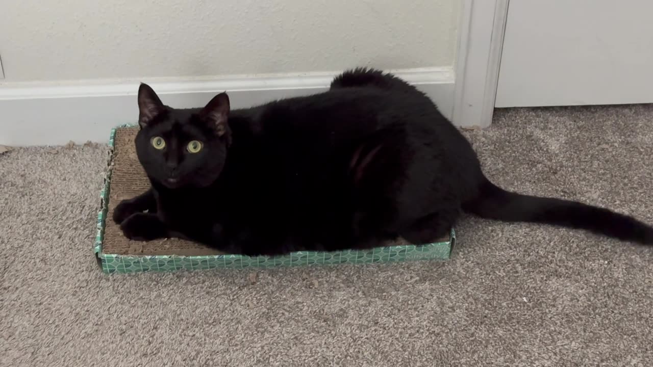 Adopting a Cat from a Shelter Vlog - Cute Precious Piper is a Long Kitty Tuffet Sitter