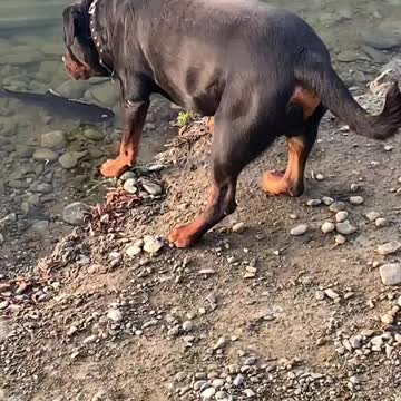 The smart dog catches a great fish