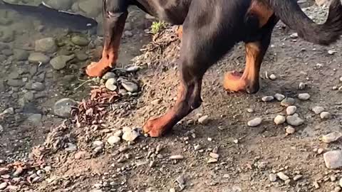 The smart dog catches a great fish