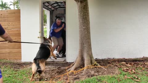 Guard dog training step by step