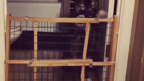 Dogs with short legs can also escape the cage successfully