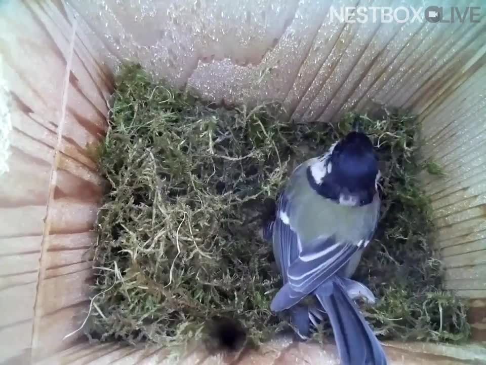 Birds Nest BUILT in One Day