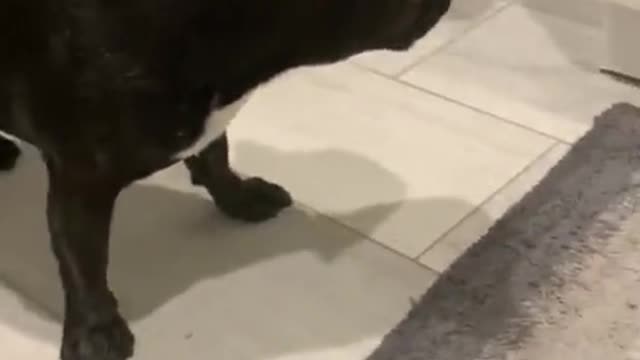 Frenchie knows his owner is going on vacation and he isn't happy