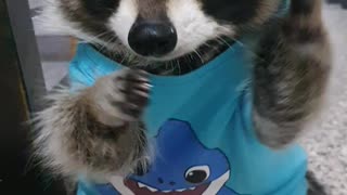 A raccoon in a shark T-shirt rubs his hands to get cookies.