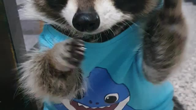 A raccoon in a shark T-shirt rubs his hands to get cookies.