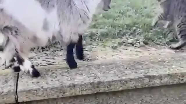 Cat and goat playing