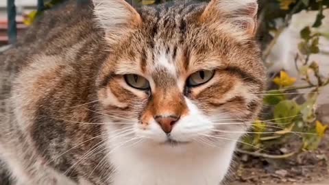 Cat Play in Garden