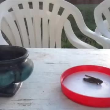 A magpie catches locust