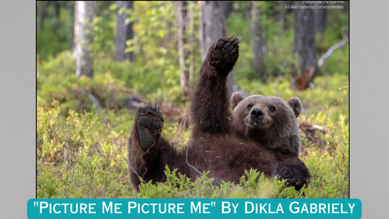 The Best Entries Into The Comedy Wildlife Photography 2023