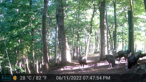 The Woods - 06/12/2022