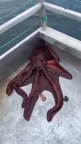Octopus escape plan 😂👍👍
