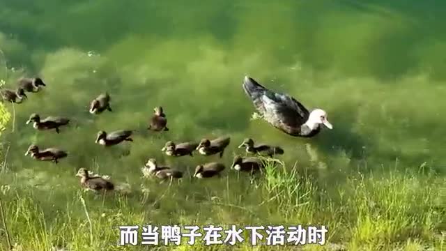 duck swimming