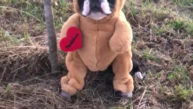 Adorable Pup Dressed Up