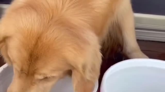 The dog is changing water for his goldfish