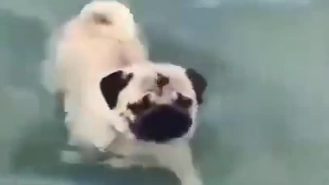 Puppy dog Swimming in water, dancing puppy