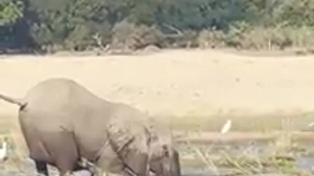 ELEPHANT KILLS CROCODILE_Cut.mp4